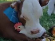 A Friendship Between Cow And Chicken