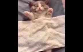 Cutest Kitten Dreaming In Sleep - Animals - VIDEOTIME.COM