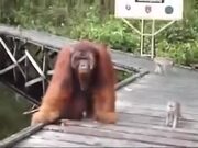 Never Mess With Orangutan's Food