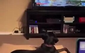 Dog Scared By TV - Animals - VIDEOTIME.COM