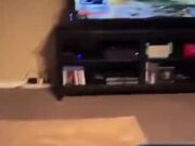 Dog Scared By TV