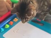 A Cat Experiencing A Magic Slate