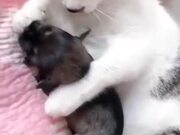 Cat Loving A Puppy
