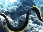 Most Gorgeous Eel In The World