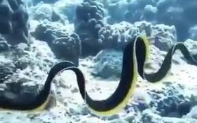Most Gorgeous Eel In The World - Animals - VIDEOTIME.COM