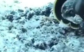 Most Gorgeous Eel In The World - Animals - VIDEOTIME.COM