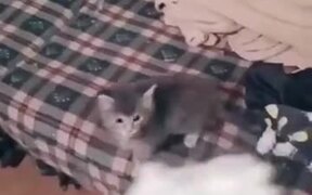 Ferocious Kitten
