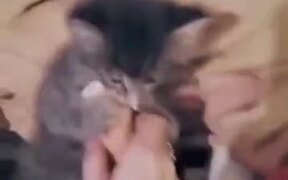 Ferocious Kitten - Animals - VIDEOTIME.COM