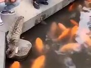 Good Cat Petting Live Fish