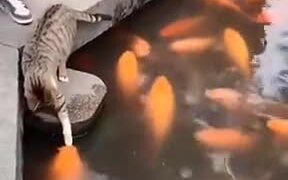Good Cat Petting Live Fish - Animals - VIDEOTIME.COM