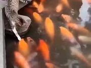 Good Cat Petting Live Fish - Animals - Y8.COM