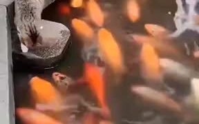 Good Cat Petting Live Fish - Animals - VIDEOTIME.COM