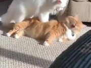 Cat Giving Body Massage To A Cat