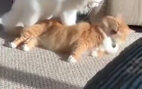 Cat Giving Body Massage To A Cat - Animals - VIDEOTIME.COM