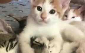 Kitten Displaying Her Weird Love - Animals - VIDEOTIME.COM