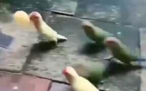 Some Parakeets Who Learn To Play Basketball