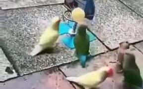 Some Parakeets Who Learn To Play Basketball - Animals - VIDEOTIME.COM
