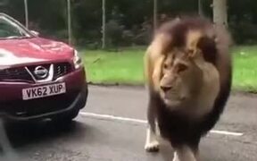 When A Lion Stops The Traffic