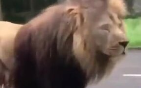 When A Lion Stops The Traffic - Animals - VIDEOTIME.COM