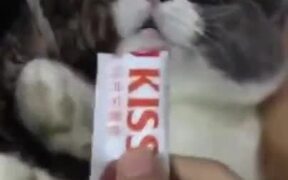 Cat Doing Drama For Food