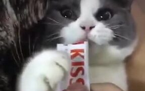 Cat Doing Drama For Food - Animals - VIDEOTIME.COM