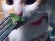 Cat Provides The Best Reaction To Broccoli