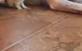 Big Dog Loving A Tiny Kitten - Animals - VIDEOTIME.COM