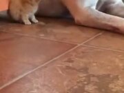 Big Dog Loving A Tiny Kitten