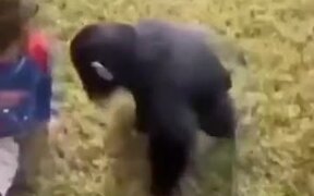 Human Baby And Ape Baby Sharing Some Love - Animals - VIDEOTIME.COM