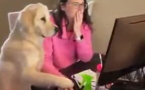 Dog Helping Human With A Computer - Animals - VIDEOTIME.COM