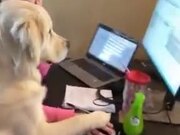Dog Helping Human With A Computer