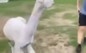 Never Go Near Lamas - Animals - VIDEOTIME.COM