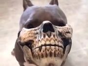 When You Get Your Pitbull A Skull Mask