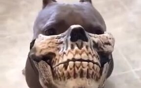 When You Get Your Pitbull A Skull Mask - Animals - VIDEOTIME.COM