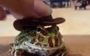 The Only Cowboy Frog In The World - Animals - VIDEOTIME.COM