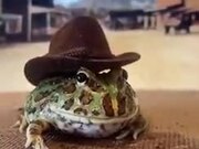 The Only Cowboy Frog In The World