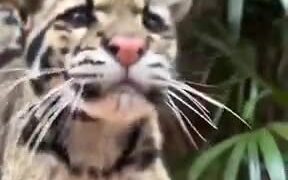 Who Wants This Prettiest Kitty? - Animals - VIDEOTIME.COM