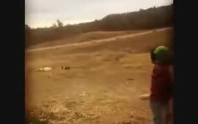 Little Kid Playing Baseball With Dog - Animals - VIDEOTIME.COM