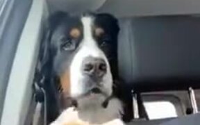 Doggy Drooling Watching Human Food - Animals - VIDEOTIME.COM