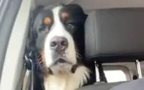 Doggy Drooling Watching Human Food - Animals - VIDEOTIME.COM