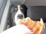 Doggy Drooling Watching Human Food