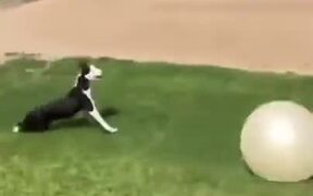 Dog Can't Get Enough Of A Big Ball - Animals - VIDEOTIME.COM