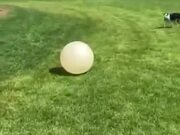 Dog Can't Get Enough Of A Big Ball