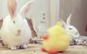 When Your Bunny Does Not Care For A Toy - Animals - VIDEOTIME.COM