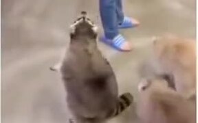 Fat Racoon Loves To Roll - Animals - VIDEOTIME.COM