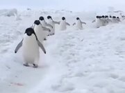 Penguins Actually Walk Like Cartoons
