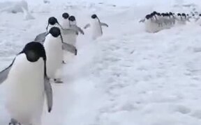 Penguins Actually Walk Like Cartoons - Animals - VIDEOTIME.COM