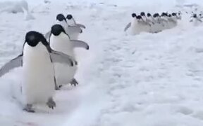 Penguins Actually Walk Like Cartoons - Animals - VIDEOTIME.COM