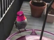 A Feeder For Hummingbirds
