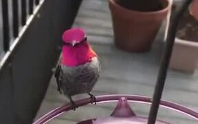 A Feeder For Hummingbirds - Animals - VIDEOTIME.COM